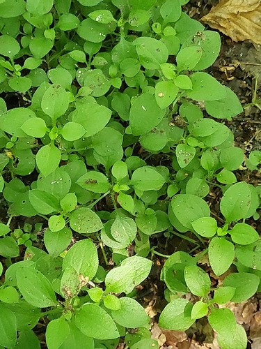 Moehringia trinervia (Three-nerved Sandwort)