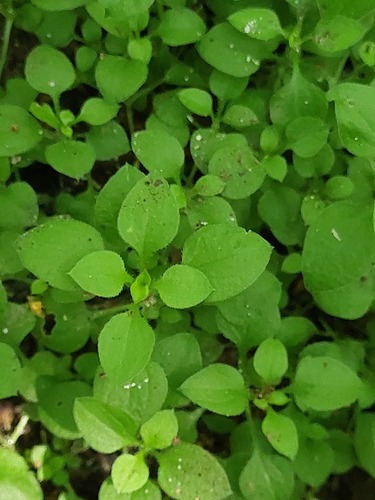 Moehringia trinervia (Three-nerved Sandwort)