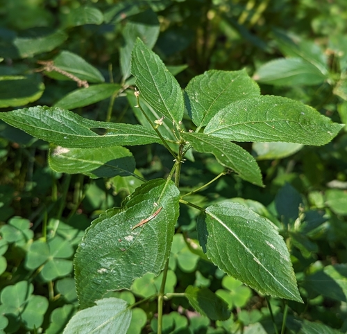Mercurialis perennis (Dog's Mercury)
