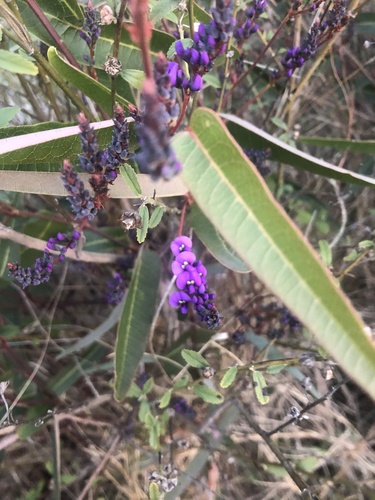 Hardenbergia violacea (False Sarsaparilla) (alternate view 6)