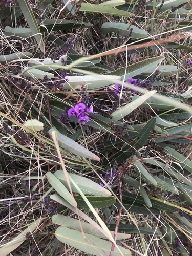 Hardenbergia violacea (False Sarsaparilla) (alternate view 7)