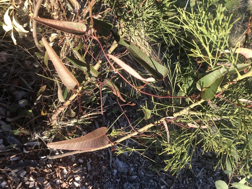 Hardenbergia violacea (False Sarsaparilla) (alternate view 8)