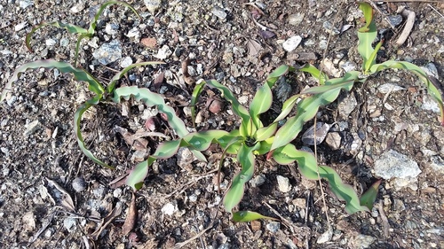 Chlorogalum pomeridianum (wavy-leafed soap plant) (alternate view 5)