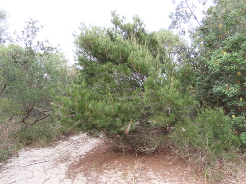 Allocasuarina littoralis (Black sheoak) (alternate view 6)