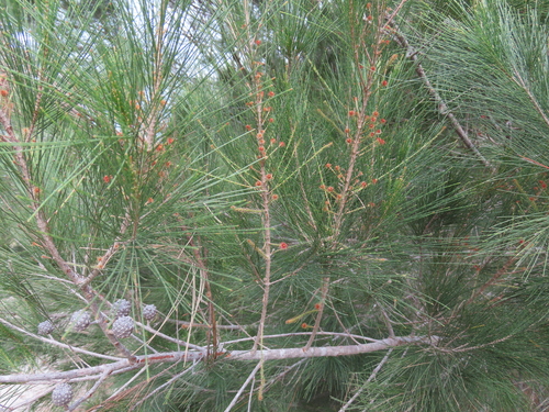 Allocasuarina littoralis (Black sheoak) (alternate view 7)