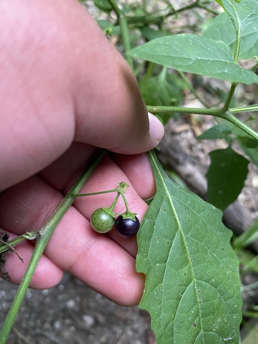 Solanum emulans (eastern black nightshade) (alternate view 5)