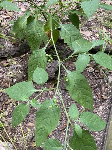Solanum emulans (eastern black nightshade) (alternate view 6)
