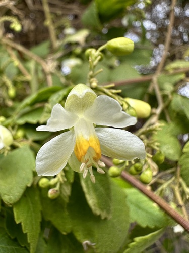 Cardiospermum grandiflorum (Showy Balloon Vine)