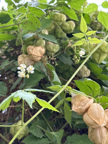 Cardiospermum grandiflorum (Showy Balloon Vine) (alternate view 3)