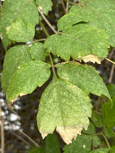 Cardiospermum grandiflorum (Showy Balloon Vine) (alternate view 4)