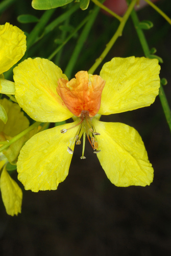 Parkinsonia aculeata (Mexican palo verde)
