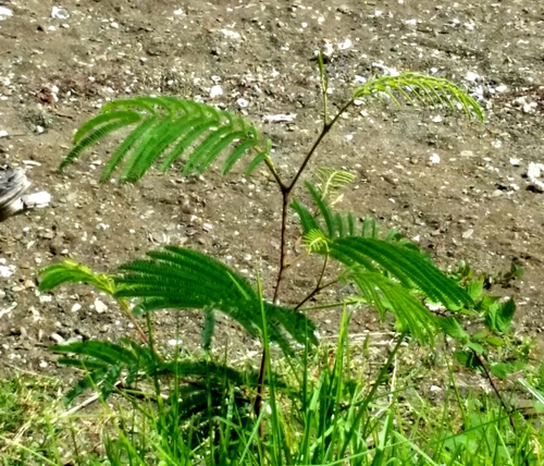 Paraserianthes lophantha (Plume Albizia) (alternate view 4)