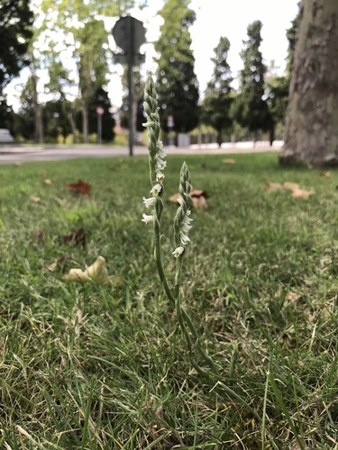 Spiranthes spiralis (Autumn Ladies' Tresses)