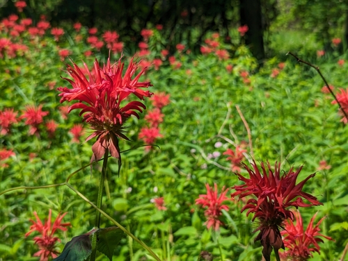 Monarda didyma (Bee Balm) (alternate view 5)