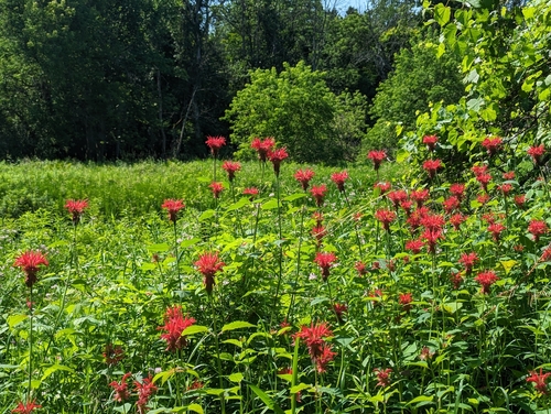 Monarda didyma (Bee Balm) (alternate view 6)