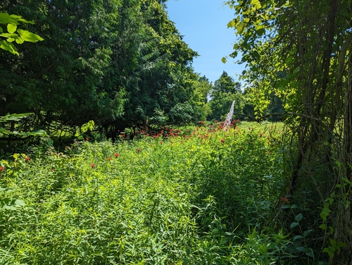 Monarda didyma (Bee Balm) (alternate view 7)