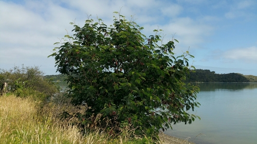Paraserianthes lophantha (Plume Albizia) (alternate view 5)