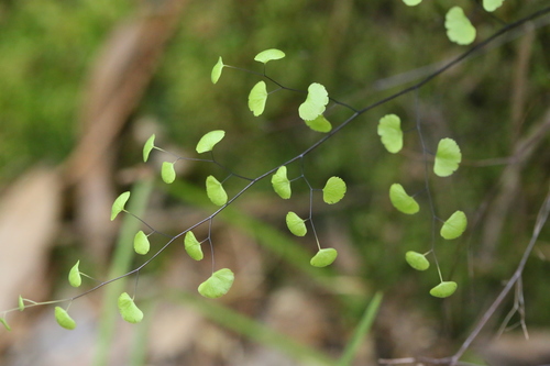 Adiantum jordanii (California Maidenhair Fern) (alternate view 4)
