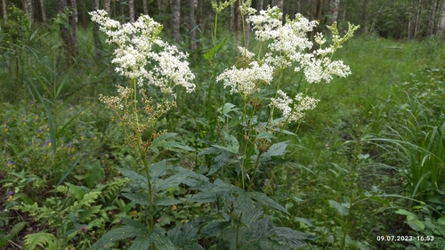 Filipendula ulmaria (Meadowsweet)