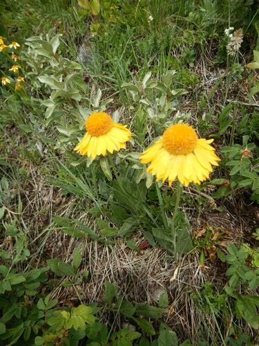 Gaillardia aristata (blanketflower) (alternate view 3)