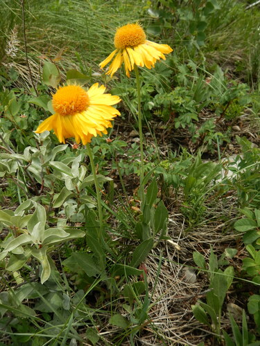 Gaillardia aristata (blanketflower) (alternate view 4)