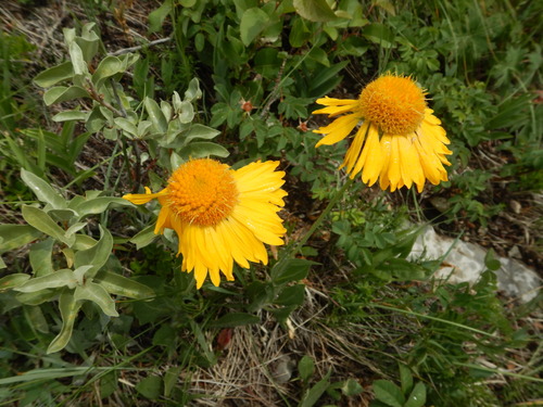 Gaillardia aristata (blanketflower) (alternate view 5)