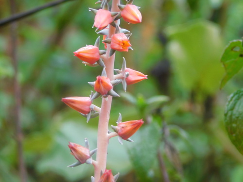 Echeveria (echeveria)