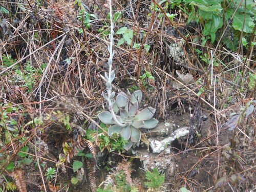 Echeveria (echeveria) (alternate view 2)