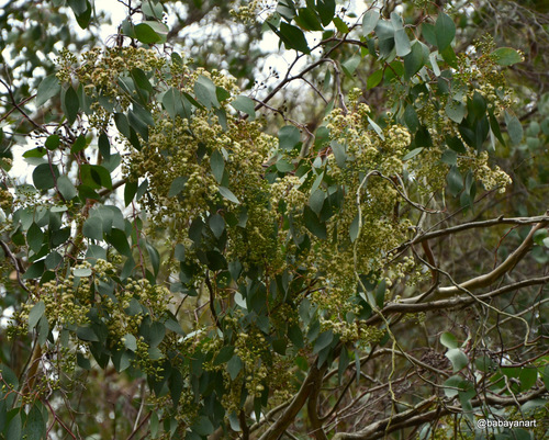 Eucalyptus polyanthemos (Silver Dollar Gum) (alternate view 4)