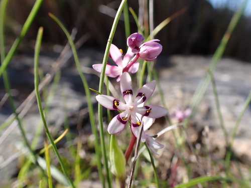 Wurmbea dioica (Early Nancy) (alternate view 6)