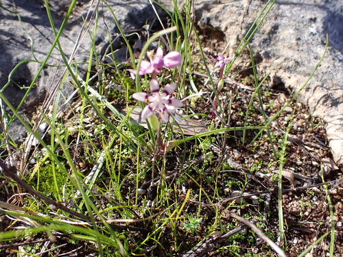 Wurmbea dioica (Early Nancy) (alternate view 7)