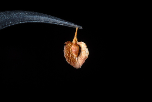 Rumex crispus (curly-leaved dock)
