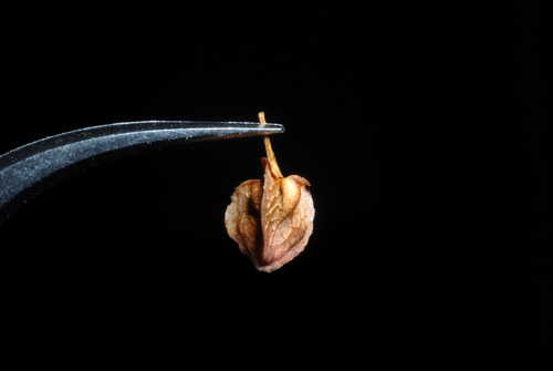 Rumex crispus (curly-leaved dock) (alternate view 2)