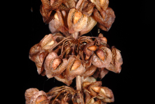 Rumex crispus (curly-leaved dock) (alternate view 3)