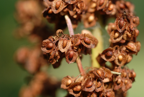 Rumex crispus (curly-leaved dock) (alternate view 4)