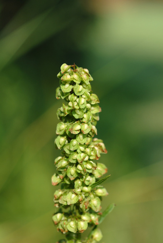Rumex crispus (curly-leaved dock) (alternate view 5)