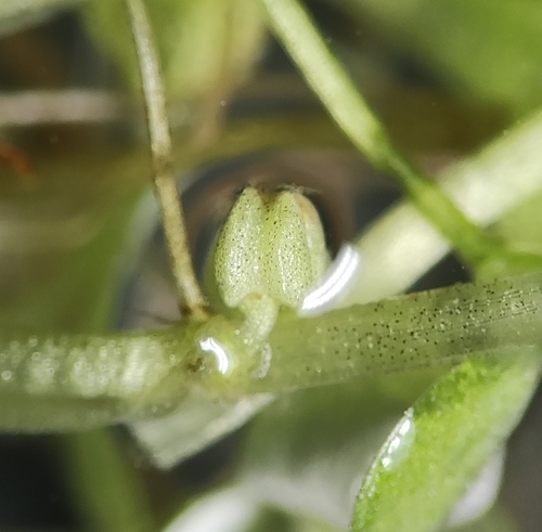 Callitriche stagnalis (Pond water-starwort)