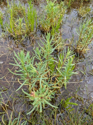 Suaeda maritima (Herbaceous Seepweed)
