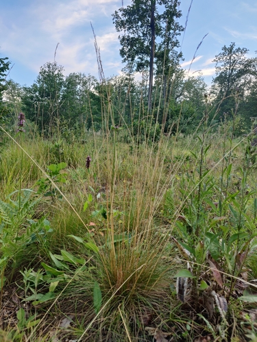 Festuca amethystina
