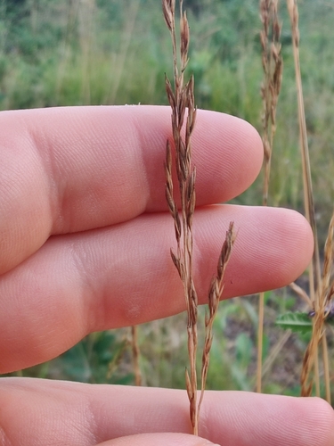 Festuca amethystina (alternate view 2)