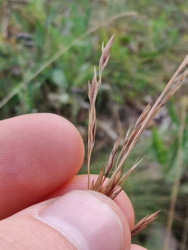 Festuca amethystina (alternate view 3)