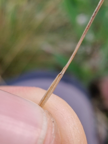 Festuca amethystina (alternate view 4)