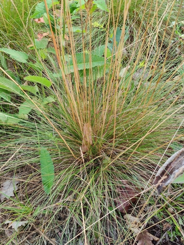 Festuca amethystina (alternate view 5)