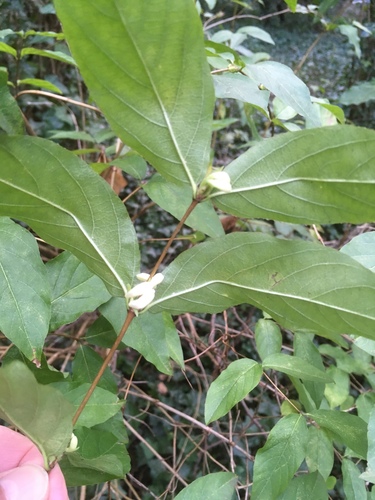 Lonicera × purpusii (Winter Beauty Honeysuckle) (alternate view 4)