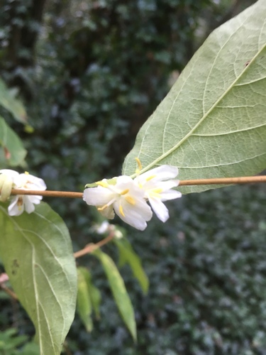 Lonicera × purpusii (Winter Beauty Honeysuckle) (alternate view 2)
