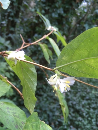 Lonicera × purpusii (Winter Beauty Honeysuckle) (alternate view 3)