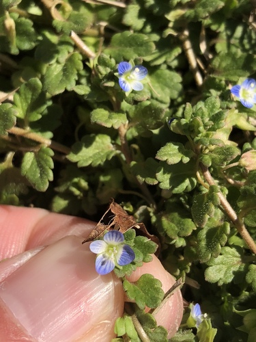 Veronica polita (Grey Field-speedwell)