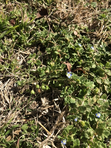 Veronica polita (Grey Field-speedwell) (alternate view 2)