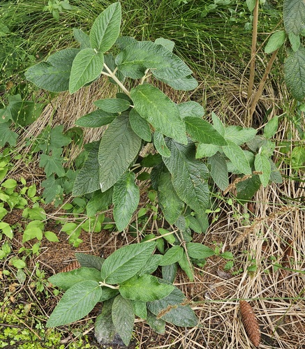 Viburnum × rhytidophylloides (lantanaphyllum viburnum) (alternate view 4)