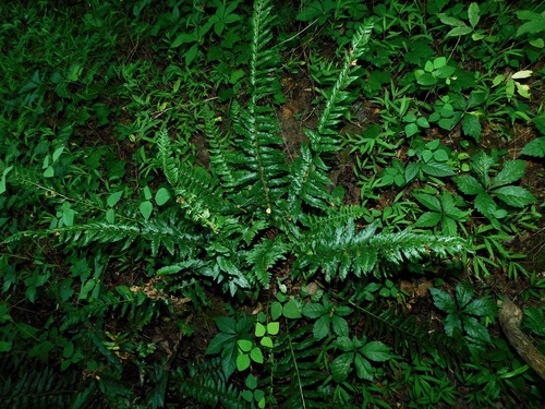 Polystichum acrostichoides (Christmas Fern)